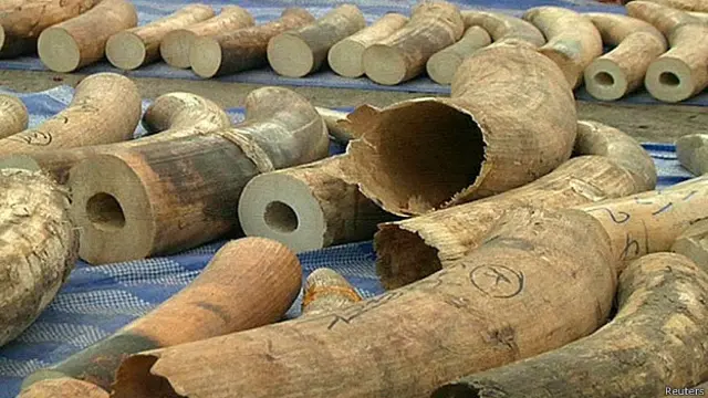 Ngà voi chuyển lậu bị bắt (ảnh tư liệu)