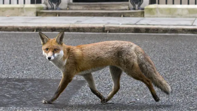 Лиса в Лондоне