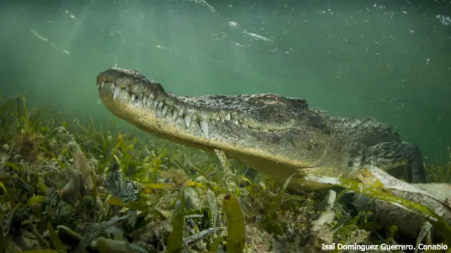 Cocodrilo americano (Imagen de Isaí Domínguez Guerrero. Conabio)