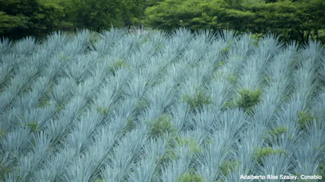 Plantas de agave