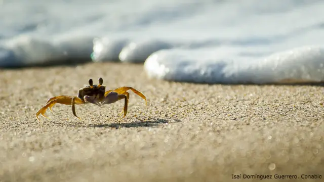 Cangrejo de arena