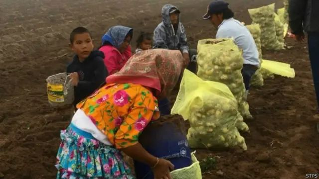 mexico, jornaleros, ninos