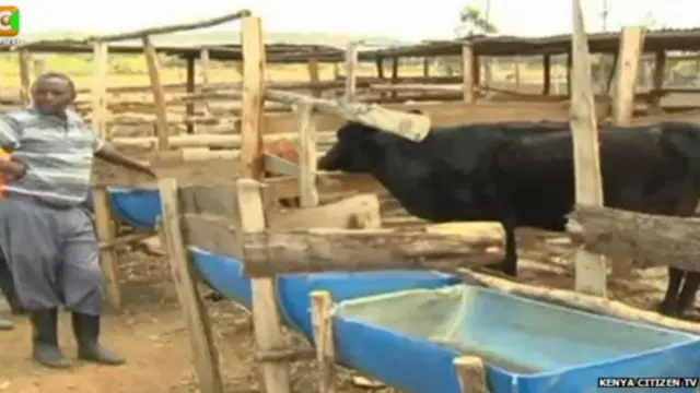 भेड़ को खा गई गाय