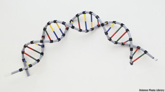 人类DNA模型（资料图片）