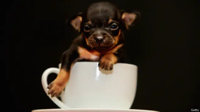 La reacción que tienes al mirar a este cachorro fue medida mediante análisis por unos científicos japoneses.