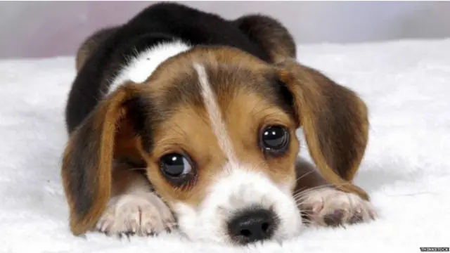 La culpable de tu emoción es una sustancia llamada oxitocina.