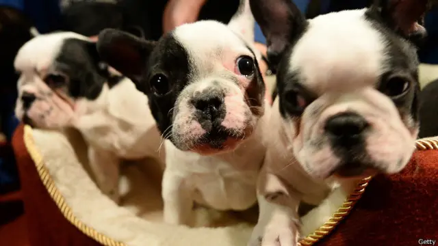 Después de 30 minutos con su mascota los niveles de la sustancia se disparaban.
