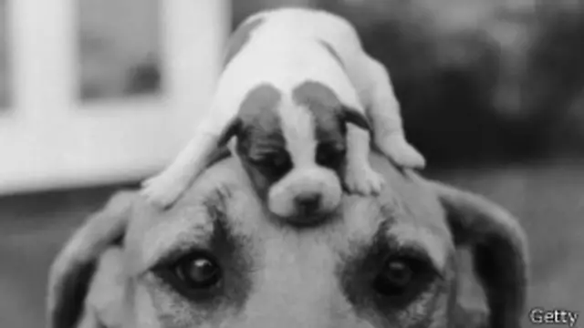 Mirar a los ojos de tu máscota hará que te obedezca más.