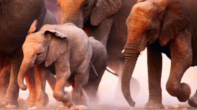 Puede haber sutiles cambios previos a un terremoto que los animales sean capaces de detectar.