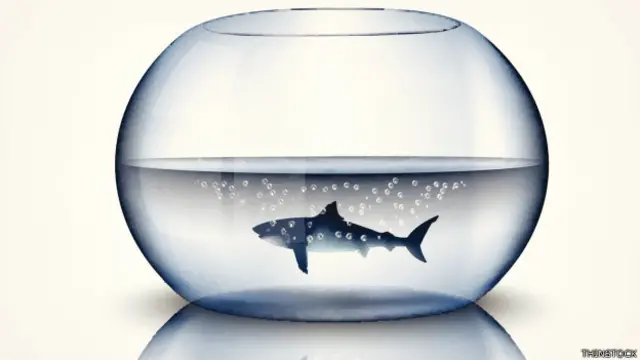 Hay varios candidatos, pero el Etmopterus perryi puede ser el menor.