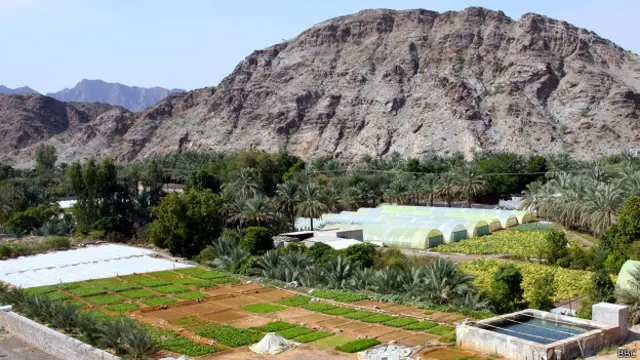 Plantación de palmeras en Fujairah