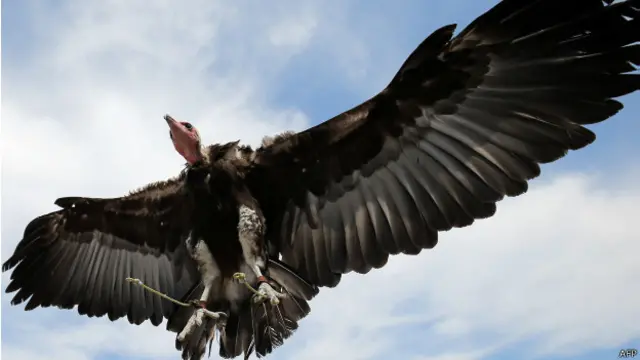 گدھ بجلی گھروں کی تپش پر سرفنگ کرتے ہیں۔