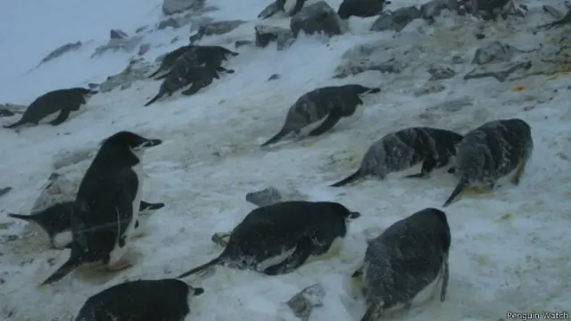 Condições climáticas extremas dificultam a observação contínua de pinguins