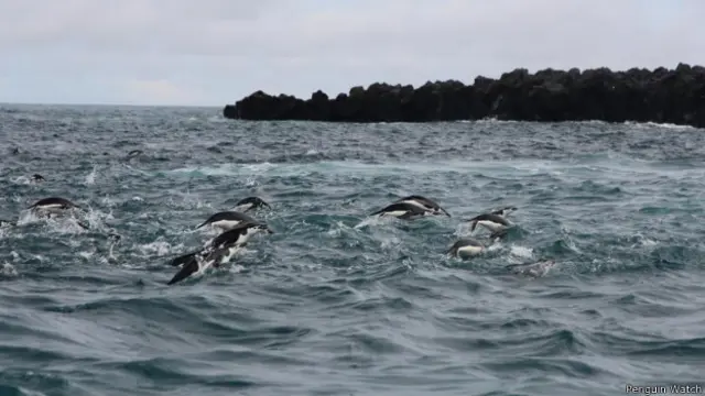 Recentemente, projeto lançou na internet 500 mil novas imagens da Antártica