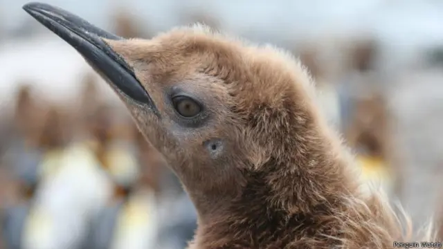 Cientistas esperam que projeto ajude a entender e mitigar ameaças às populações de penguins