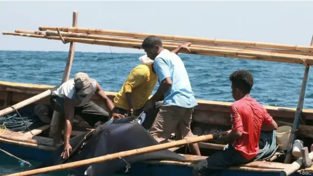 En Lamalera también capturan mantarrayas.