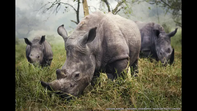 सफ़ेद गैंडा, स्टीफ़ैने बरुबे