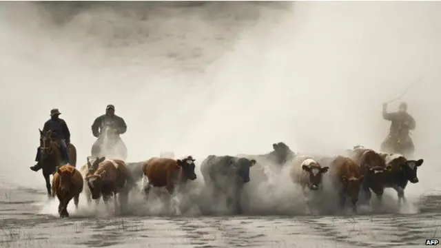 چلی کی حکومت نے علان کیا تھا کہ وہ بھاری مالی نقصان کا سامنا کرنے والے کاشت کاروں کو مالی مدد فراہم کرے گی