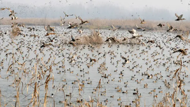 نیویارک سے موسم بہار اور موسم خزاں کے درمیان کروڑوں چڑیاں شمال کی جانب ہجرت کرتی ہیں
