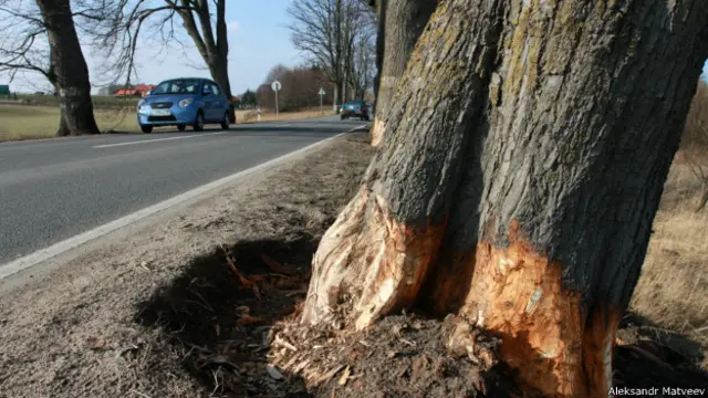 Деревья в Калининграде