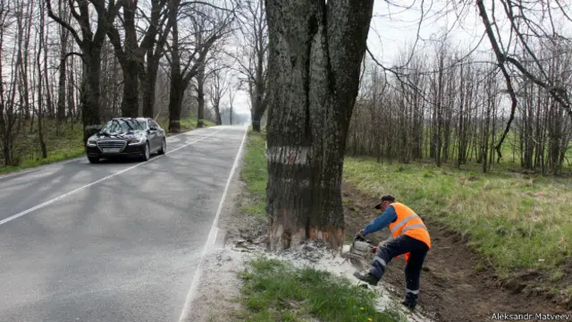 Деревья в Калининградской области