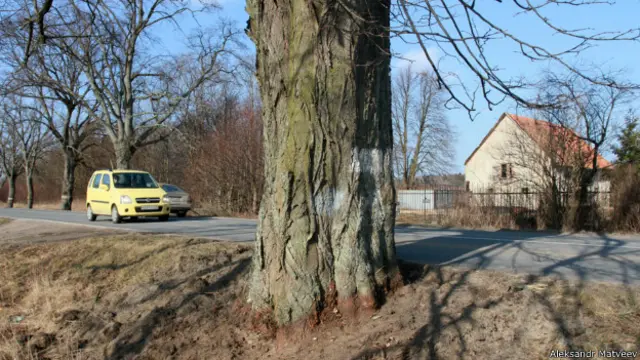 Дерево в Калининградской области