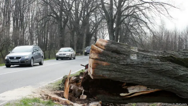 Уничтоженное дерево в Калининградской области