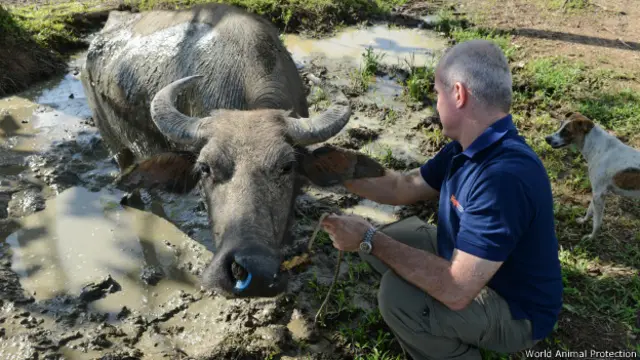 World Animal Protection