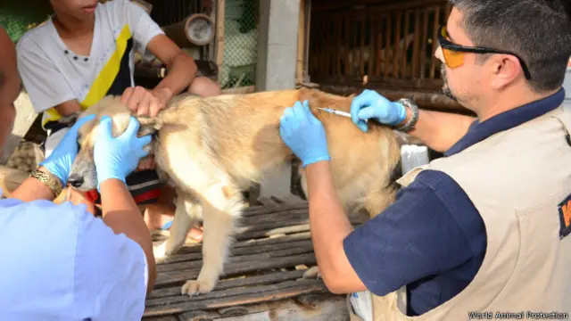 World Animal Protection