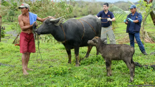 World Animal Protection