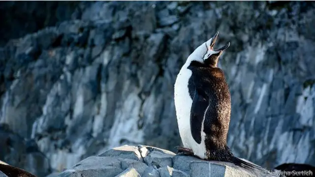 Antarktika’daki Yarımay Adası’nda çizgi çeneli penguenler