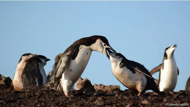 Çizgi çeneli penguen yavrusunu beslerken