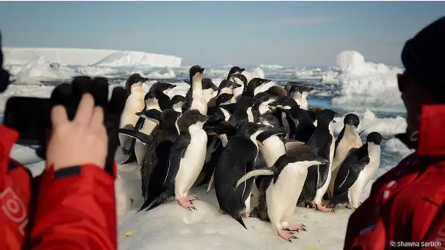 Adelie penguen yavruları Weddell Denizi’nde ebeveynlerinin kendilerine yiyecek getirmesini bekliyor.
