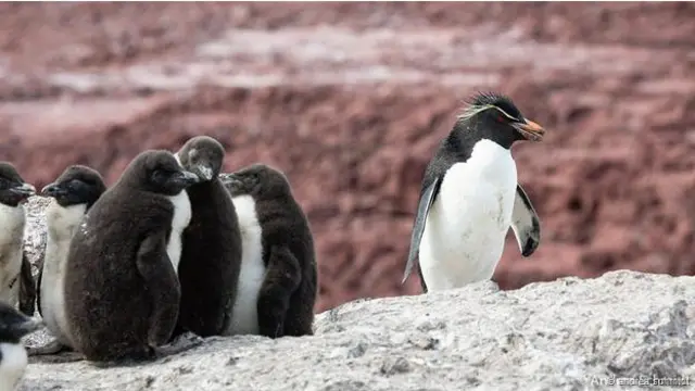 Penguen Adası’nda kayalardan atlayan penguen yavruları