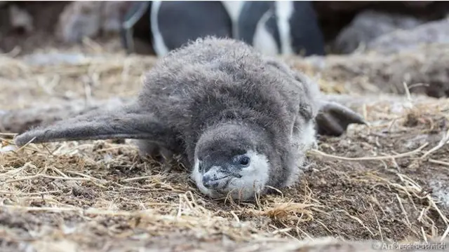 Penguen Adası’nda Macellan pengueni yavrusu
