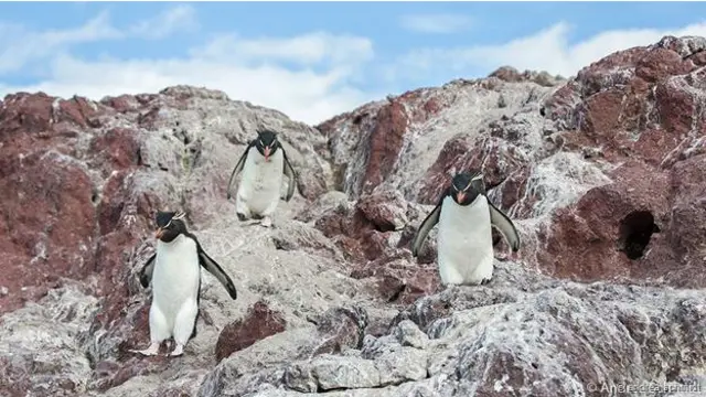 Penguen Adası’nda kayalardan atlayan penguen yavruları