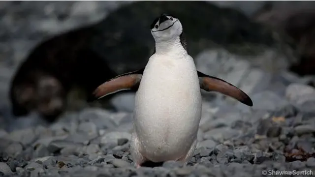 Robert Adası’nda bir başka çizgi çeneli penguen, sanki kameraya gülümsüyor.