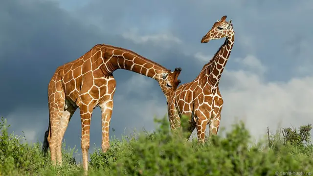 Жираф пробует на вкус мочу самки