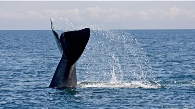 Северный гладкий кит