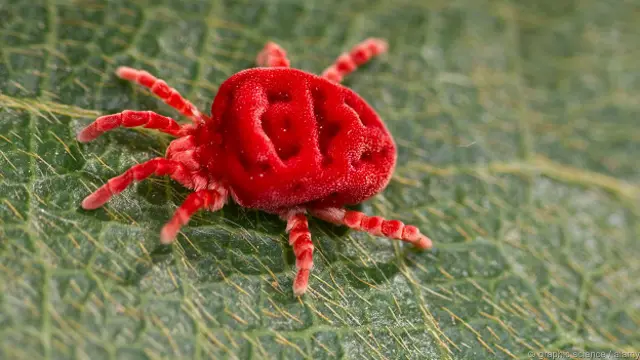 Клещ-краснотелка