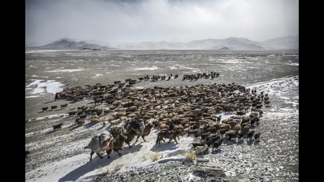 شوہان مویشیوں کے ساتھ اس طویل سفر پر اپنے کزن، پڑوسی اور ان کے کتوں کے ساتھ نکلتے ہیں۔ یہ تینوں تقریباً پانچ سو مویشیوں کا ریوڑ ساتھ لیے ہوتے ہیں جن میں گھوڑے، پہاڑی بیل، اونٹ، کشمیری بکریاں، بھیڑیں اور گائیں شامل ہوتی ہیں۔ 