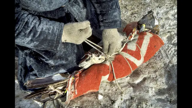 شوہان کا گولڈن ایگل یا ’سنہری شہباز‘ یہ طویل سفر اونٹ کی پیٹھ پر کرتا ہے۔سردی سے محفوظ رکھنے کے لیے اس پرندے کو کپڑے میں لپیٹ کر اور ٹوپی پہنا کر رکھا جاتا ہے۔