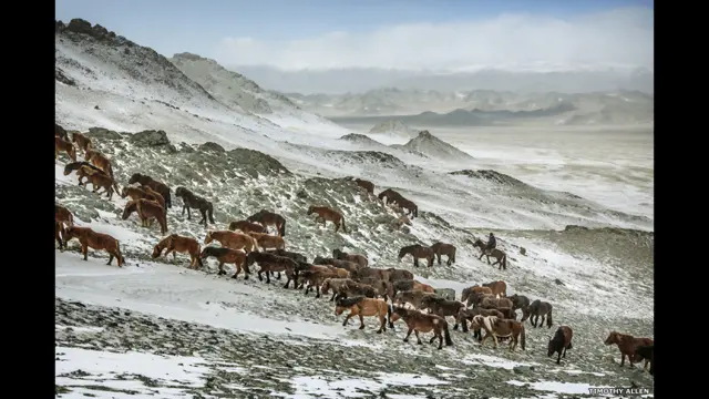 جوں جوں مویشی پہاڑوں پر چڑھتے ہیں، موسم شدید تر ہوتا جاتا ہے۔ منگولیا میں گذشتہ موسم سرما غیر معمولی طور پر خشک رہا اور اکثر مقامات پر بمشکل ہی برف دیکھنے میں آئی۔ 