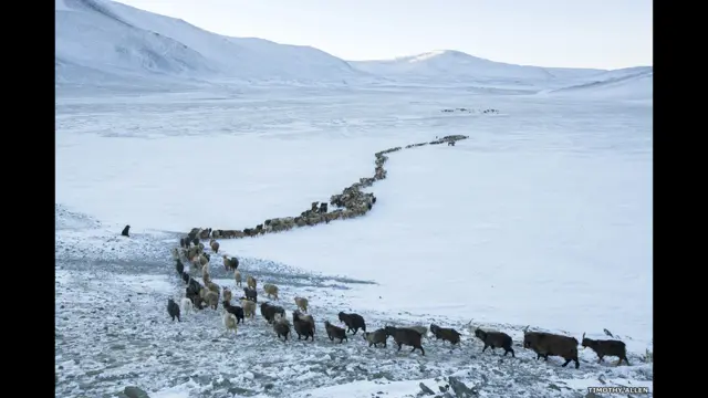 اسی طرح سردیوں میں جھیل جم کر برف بن چکی ہوتی ہیں۔ چونکہ جانور جمی ہوئی برف سے ڈرتے ہیں اس لیے انھیں دھوکہ دینے کے لیے جھیل کی سطح پر تازہ برف سے رستہ بنا دیا جاتا ہے۔