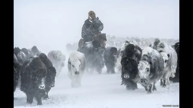 اگرچہ پہاڑی بیل برفانی طوفان کا مقابلہ کرنے سے نہیں گھبراتے، لیکن گڈریوں کو بہرحال اس خوف کا سامنا کرنا پڑتا ہے کہ کہیں سفید طوفانی ہواؤں میں جانور رستہ نہ بھول جائیں۔ ایسے طوفانوں میں آپ کو واقعی کچھ دکھائی نہیں دیتا اور ایسے میں جانوروں کا بھٹک جانا کوئی انہونی بات نہیں ہوتی۔ 