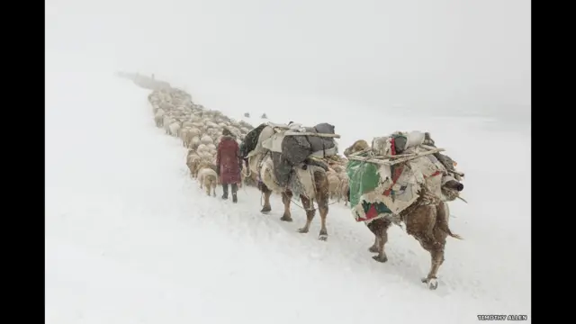 شدید سردی میں زندہ رہنے کے لیے جو کچھ بھی چاہیے ہوتا ہے، وہ ان اونٹوں پر لادا ہوا ہوتا ہے، لیکن حقیقت میں یہ گڈریے صرف اسی صورت میں قیام کرتے ہیں جب وہ موسم سے واقعی مجبور ہو جاتے ہیں یا آگے کا راستہ بہت مصروف ہو جاتا ہے۔ 