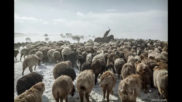 پڑوسی خاندان عموماً اکھٹے ہی سفر کرتے ہیں، لیکن اگر مختلف ریوڑ آپس میں گڈ مڈ ہو جائیں تو انھیں بڑی مشکل ہو جاتی ہے کیونکہ جانوروں کی شناخت کر کے انہیں ایک دوسرے سے الگ کرنا آسان نہیں ہوتا اور اس میں بہت وقت لگ جاتا ہے۔ 