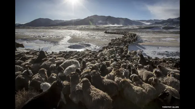 راستے میں جب دریا اور ندیاں آتی ہیں تو جانور ان کی منجمد سطح پر پاؤں رکھنے سے گھبراتے ہیں، اس لیے گڈریے برف پر مٹی ڈال کر جانوروں کے لیے رستہ بنا دیتے ہیں۔ سب سے پہلے ایک چھوٹے جانور کو گھسیٹ کر دریا کے پار لیجایا جاتا ہے جسے دیکھ کر اس کی ماں بھی پیچھے آ جاتی ہے اور پھر دیکھتے ہی دیکھتے پورا ریوڑ ندی کے پار پہنچ جاتا ہے۔