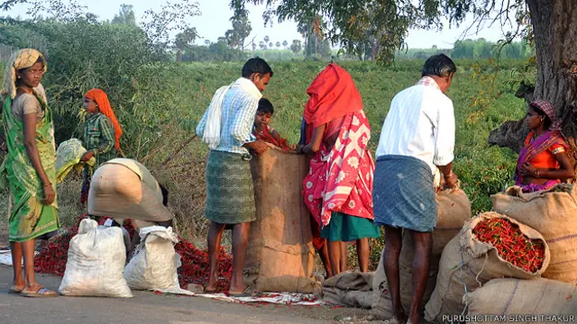 मिर्च तोड़ने वाले खेतिहर मज़दूर