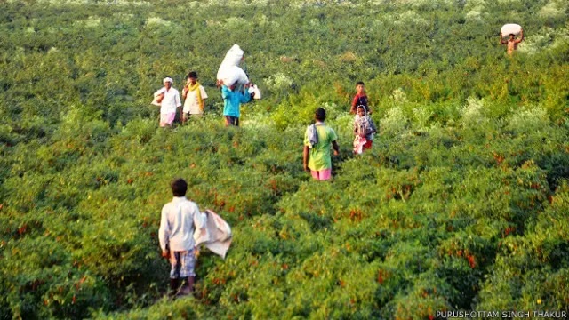 मिर्च तोड़ने वाले खेतिहर मज़दूर